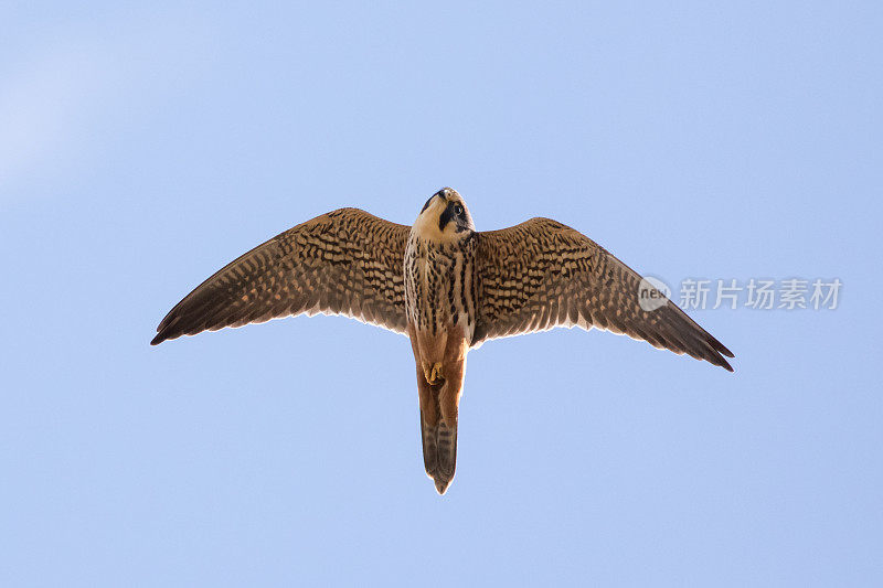 成年欧亚猎鹰(Falco subbuteo)飞行的特写，在头顶上飞行，显示下翼和红色臀裤，向下看